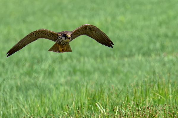 Lodolaio in volo visto di fronte