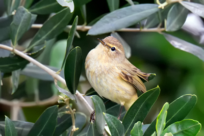 Luì piccolo nella siepe