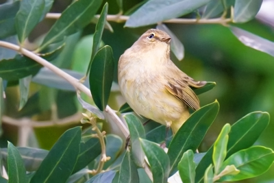Luì piccolo vista dal davanti