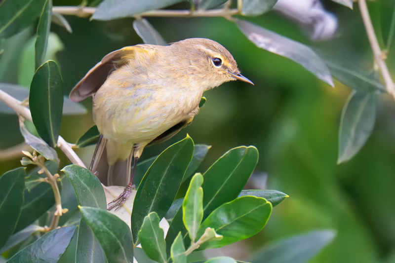 Luì piccolo su un ramo