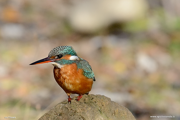 Fotografia di Martin pescatore sopra un sasso con testa girata