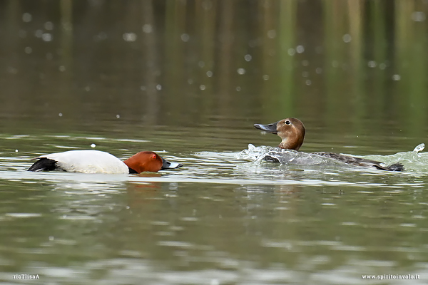 coppia di Moriglioni nell'acqua