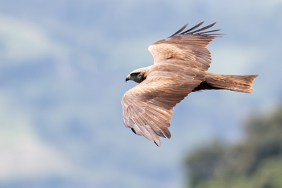 Nibbio bruno in volo visto di lato
