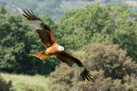 Nibbio reale in volo sul bosco
