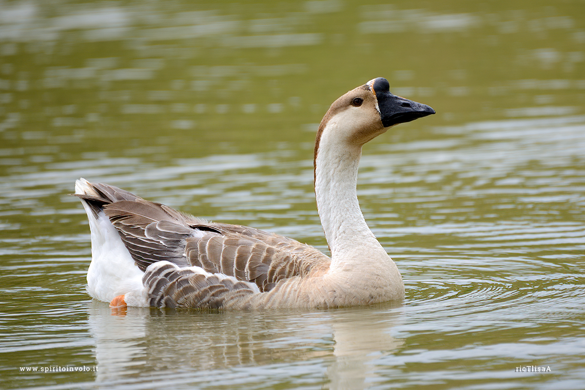 Fotografia di Oca Cignoide, Swan Goose