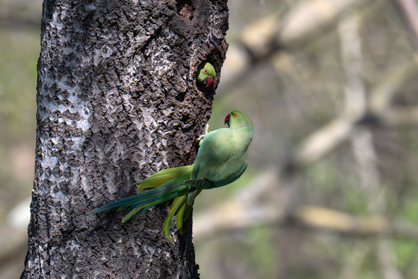Coppia di Parrocchetto dal collare nel nido