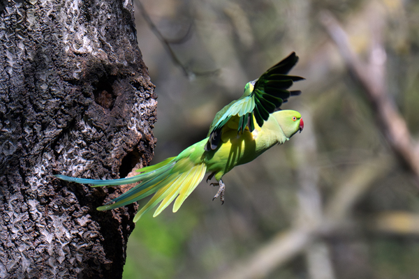 Parrocchetto dal collare spicca il volo