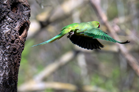 Parrocchetto dal collare in volo
