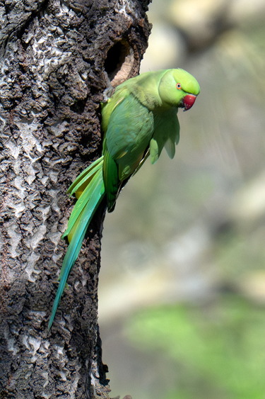 Parrocchetto dal collare davanti al nido