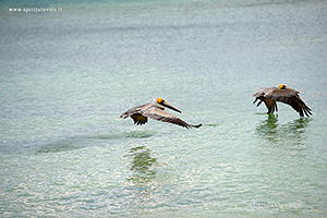 Fotografia di coppia di Pellicano bruno in volo