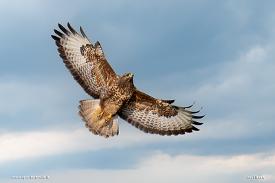 Poiana in volo sul prato