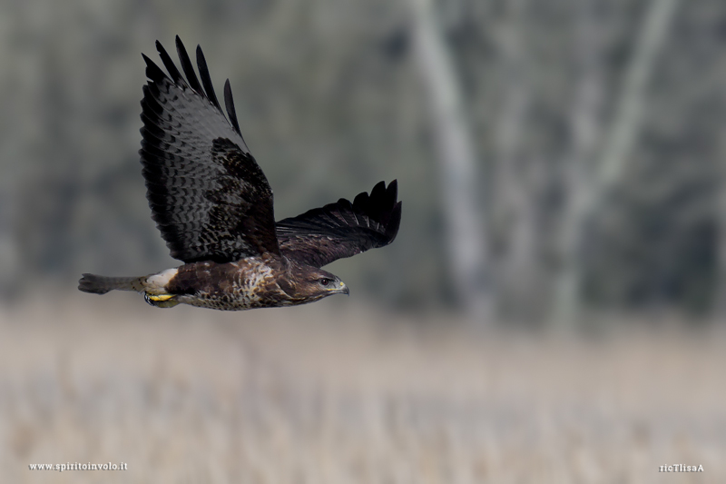 Poiana in volo nel bosco