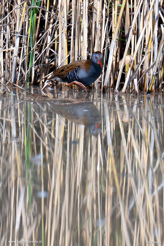Porciglione cammina nel canneto