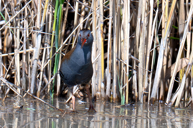 Porciglione vista frontale