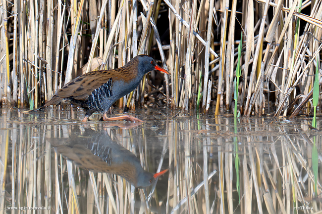 Porciglione tra le canne