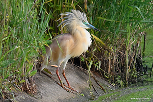 Sgarza ciuffetto sulla riva