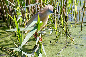 Sgarza ciuffetto tra le canne