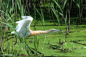 Sgarza ciuffetto salta nel canneto