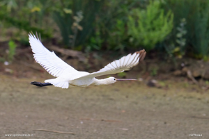 Spatola in volo ali aperte