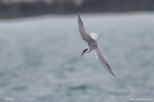 Sterna comune in picchiata sul mare