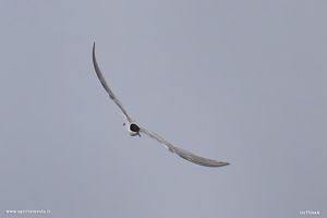 Sterna comune in volo