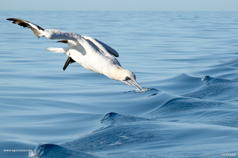 Sula bassana si tuffa  in mare