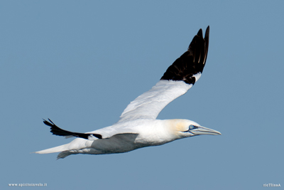 Sula bassana di profilo vola nel cielo