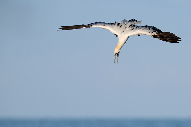 Sula bassana in picchiata sul mare