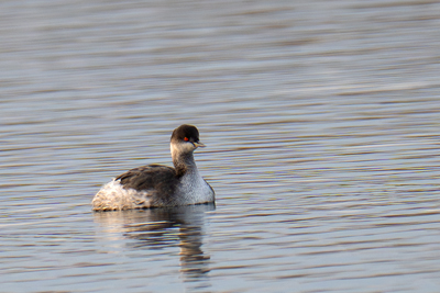 Svasso piccolo visto di fronte
