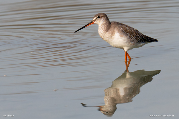 Totano moro visto di profilo