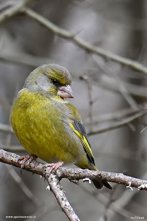 Verdone nel bosco