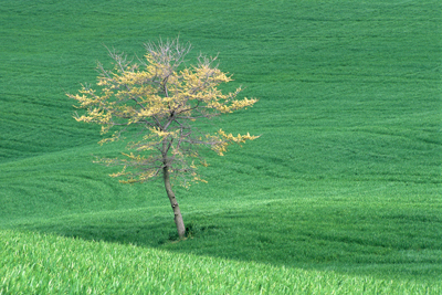 Albero in primavera nella campagna Toscana