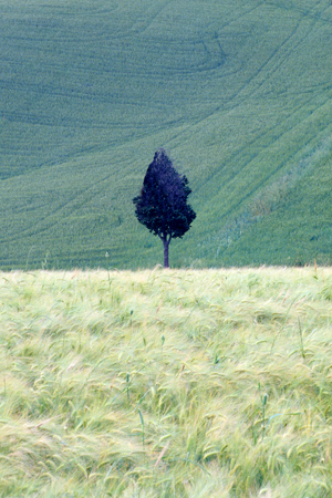 Campi di grano ed albero nella campagna Toscana