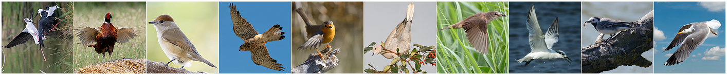 Fotografie di uccelli presenti nel sito