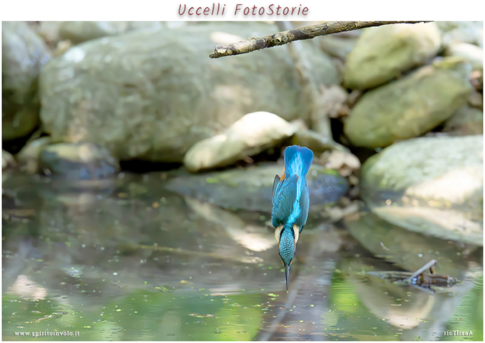 Foto e storie di uccelli