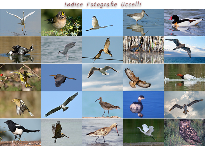 Fotografie di uccelli