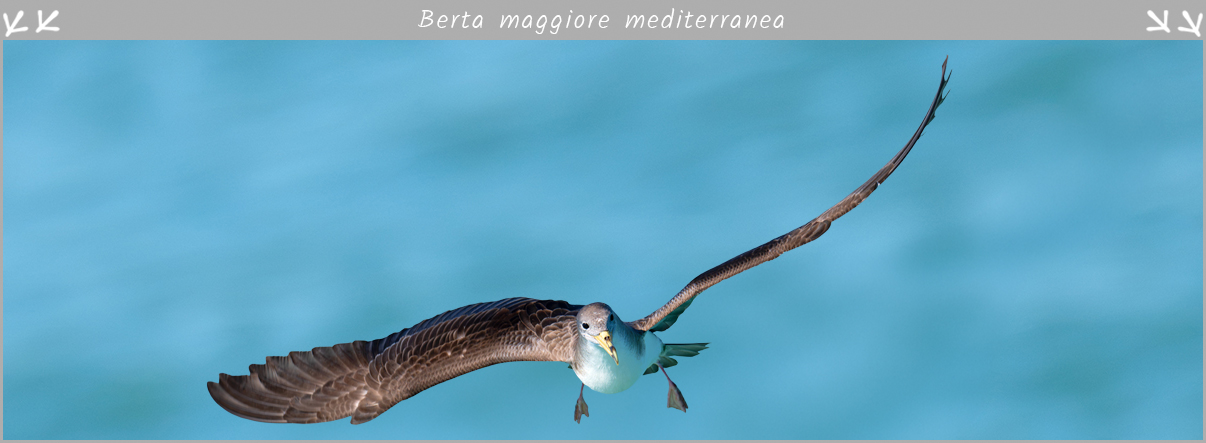 Berta maggiore mediterranea in volo