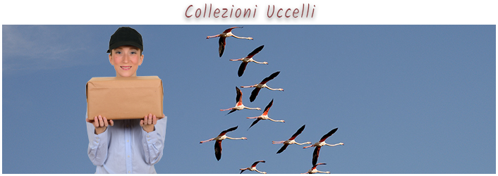 Ragazza con scatola ed uccelli in volo