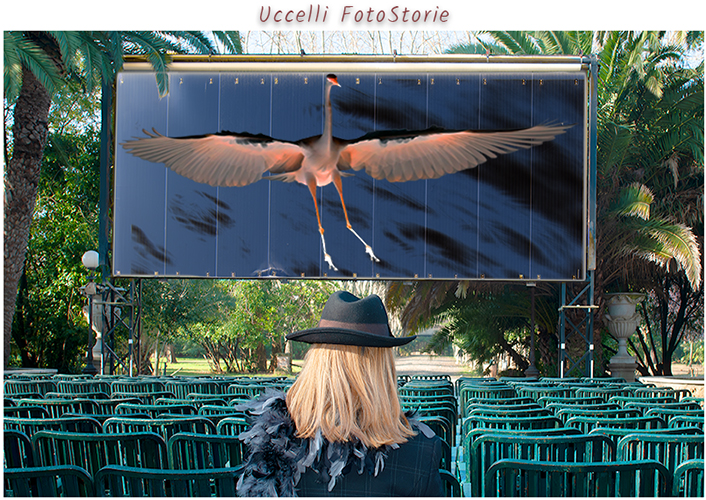 Donna al cinema vede film sugli uccelli