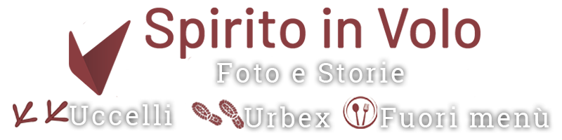 Fotografie e storie di uccelli e urbex di Riccardo Troiani