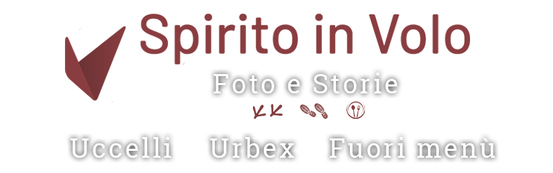 Fotografie e storie di uccelli e urbex di Riccardo Troiani