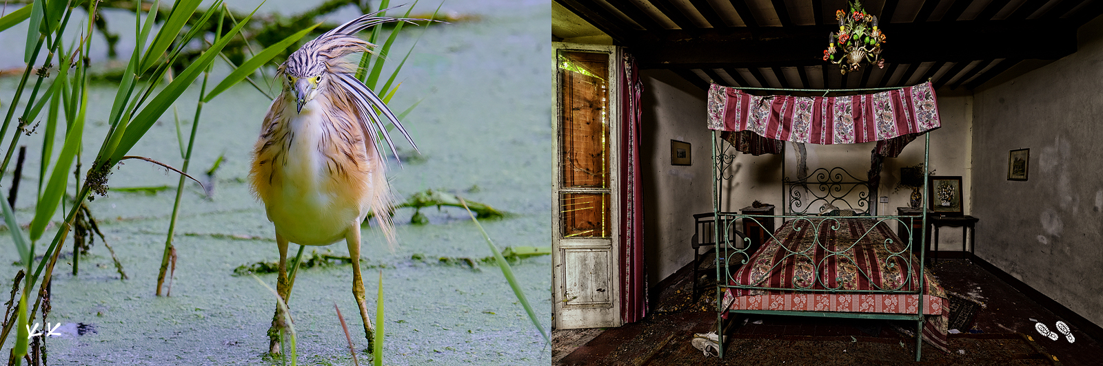 Fotografie di uccelli e urbex