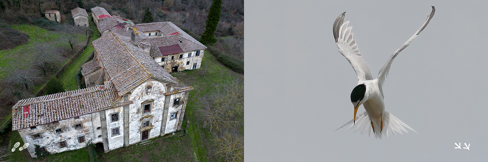 Foto di uccelli e urbex