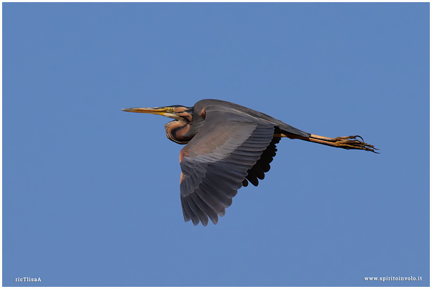 Airone rosso in volo