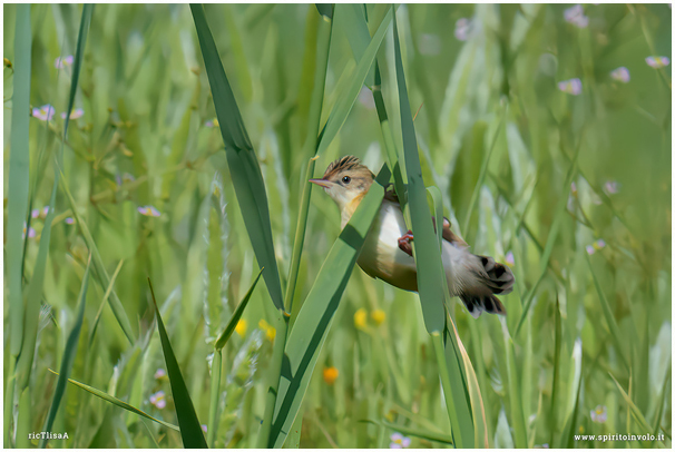 Zitting Cisticola
