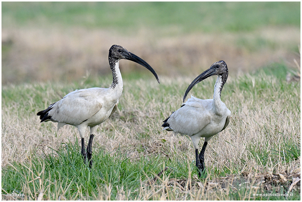 Ibis sacro