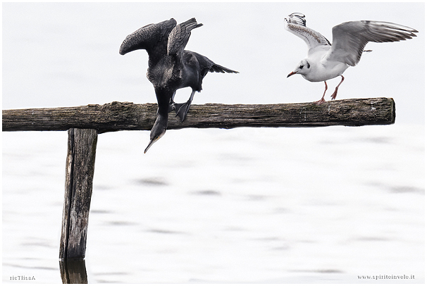 Gabbiano comune e cormorano