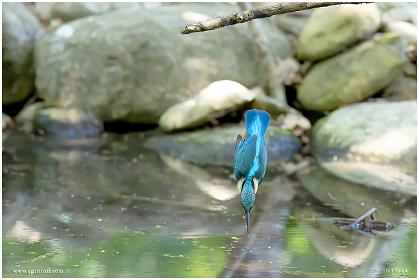 Tuffo del Martin pescatore