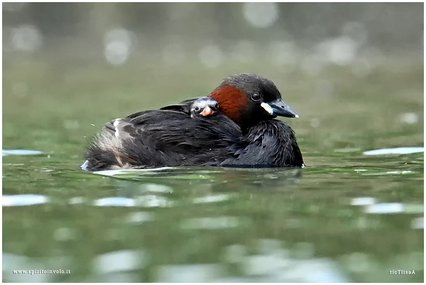 Little Grebe