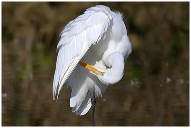 Airone bianco maggiore si pulisce le piume e le penne